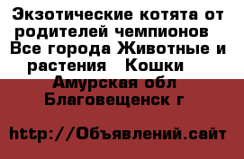  Экзотические котята от родителей чемпионов - Все города Животные и растения » Кошки   . Амурская обл.,Благовещенск г.